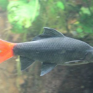 Epalzeorhynchos bicolor