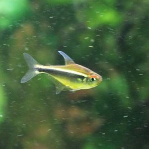Black Neon Tetra