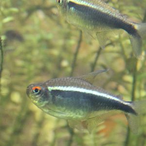 Hyphessobrycon herbertaxelrodi