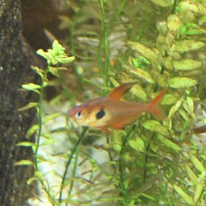 Hyphessobrycon sweglesi