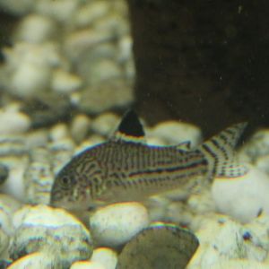 Corydoras julii