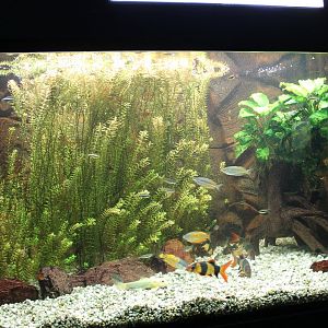 Fresh-water-aquarium