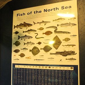 Fish-info Poster