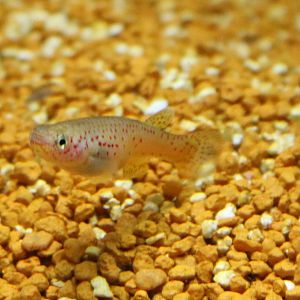 Scheel's killifish - Fundulopanchax scheeli