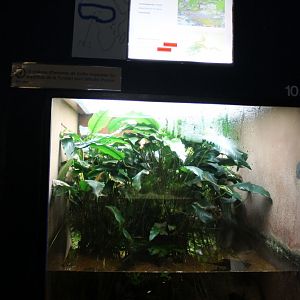 Killifish - Zaire dwarf clawed frog-enclosure