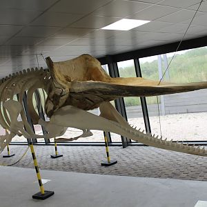 Spermwhale skeleton