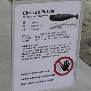 Sign Spermwhale skeleton