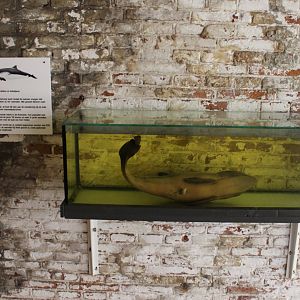 Harbour porpoise specimen
