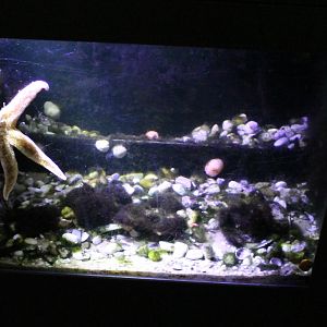 Starfish-tank