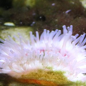 Sea-anemone