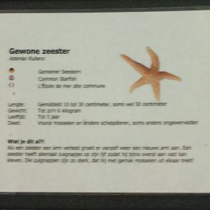 Sign Common starfish