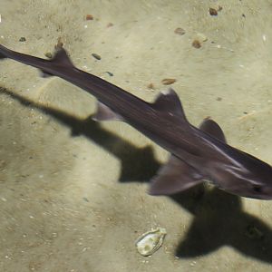Shark ID