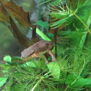 eastern red spotted newt