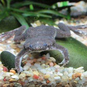 african clawed frog