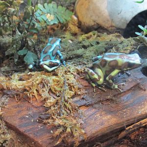 green and black poison frog