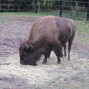 american bison