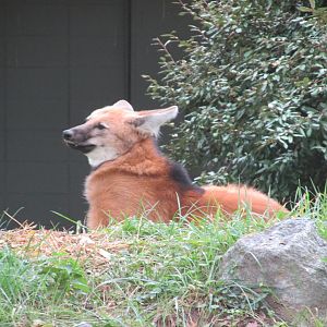maned wolf
