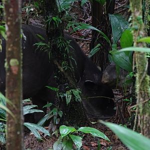 Baird's Tapirs