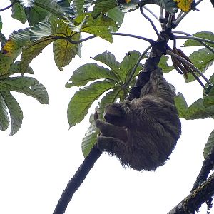 Three-toed sloth