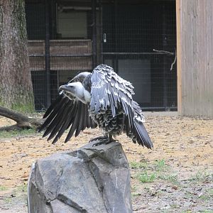 ruppell´s griffon vulture