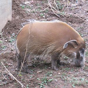 red river hog