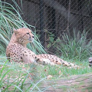 cheetah