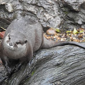 Asian Short-Clawed Otter (Aonyx cinerea)