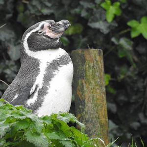 Humboldt Penguin (Spheniscus humboldti)