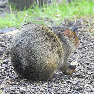 Azara's Agouti (Dasyprocta azarae)