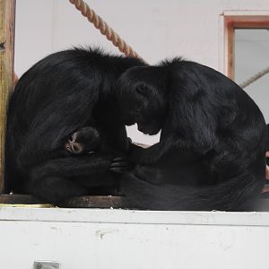 Black-Headed Spider Monkeys? (Ateles fusciceps)