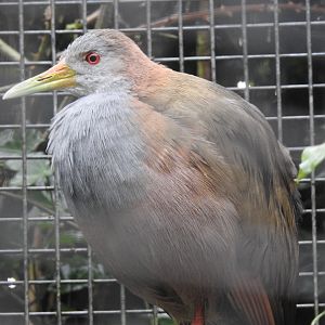 Giant Wood Rail (Aramides ypecaha)