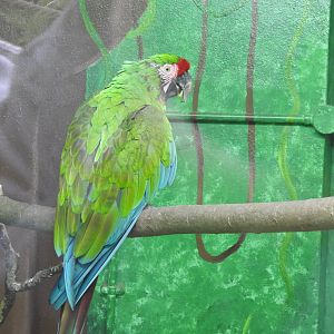 Military Macaw (Ara militaris)