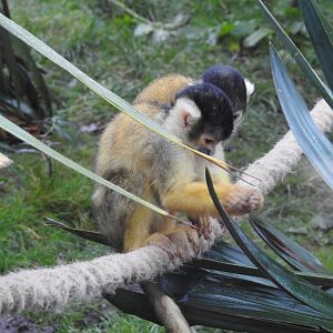 Black-Capped Squirrel Monkeys (Saimiri boliviensis)