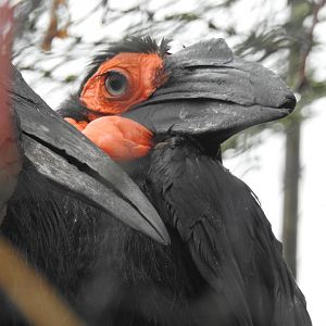Southern Ground Hornbills (Bucorvus leadbeateri)