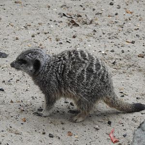 Meerkat (Suricata suricatta)