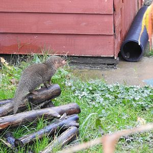 Common Dwarf Mongoose (Helogale parvula)