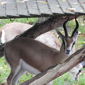 Dorcas Gazelle (Gazella dorcas)
