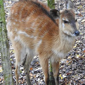 Sitatunga (Tragelaphus spekii)