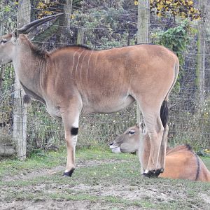 Common Eland (Taurotragus oryx)
