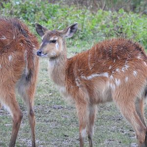 Sitatunga (Tragelaphus spekii)