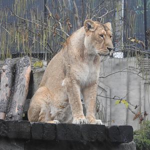 Asiatic Lion (Panthera leo leo)