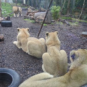 Asiatic Lion Family (Panthera leo leo)