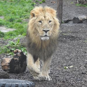 Asiatic Lion (Panthera leo leo)