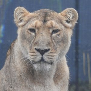 Asiatic Lion (Panthera leo leo)