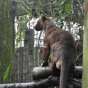 Fossa (Cryptoprocta ferox)