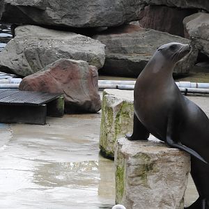 California Sea Lion (Zalophus californianus)