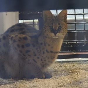Serval (Leptailurus serval)