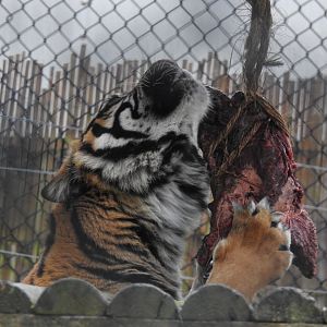 Sumatran Tiger (Panthera tigris sumatrae)