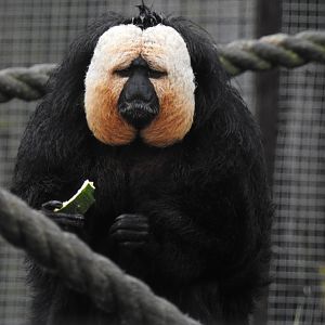 White-Faced Saki Monkey (Pithecia pithecia)
