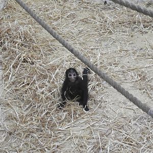 Black-Headed Spider Monkey? (Ateles fusciceps)